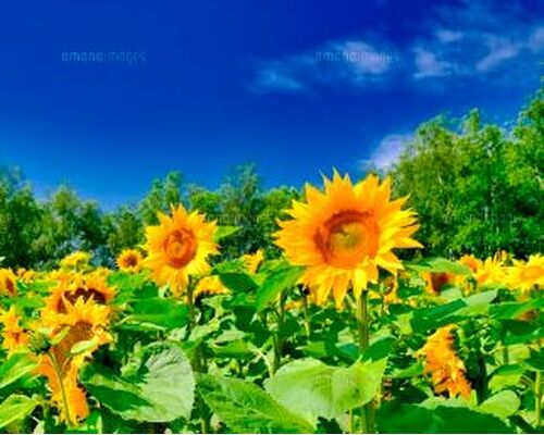 夏
