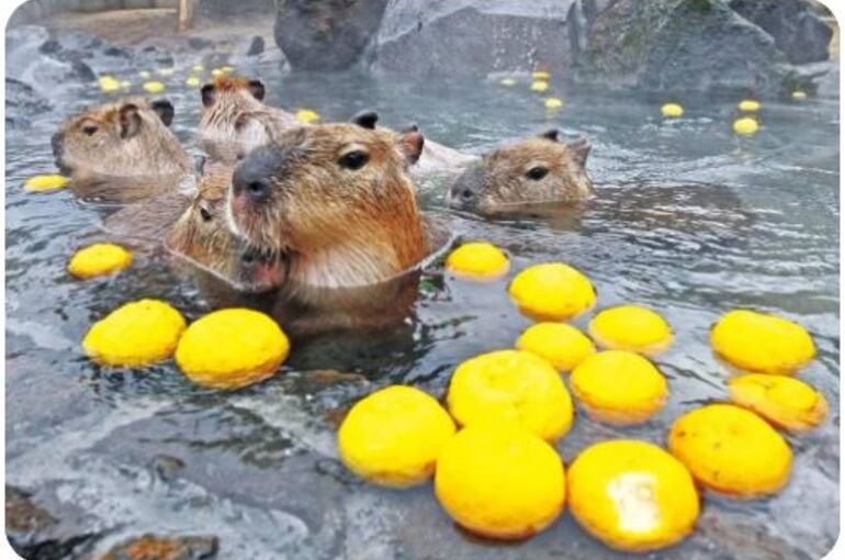 ゆず湯